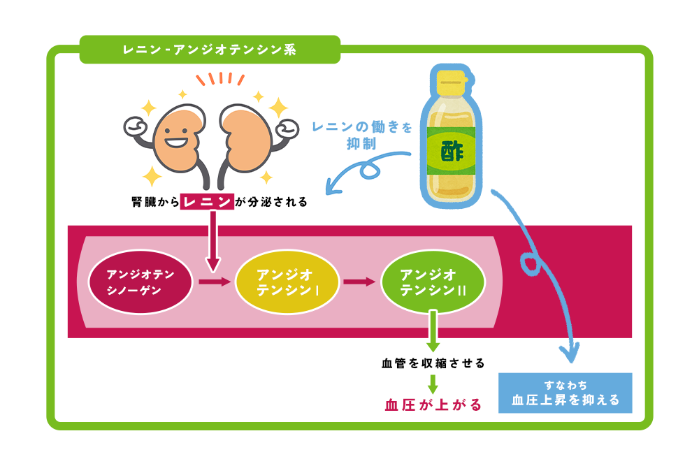 酢のレニン‐アンジオテンシン系への作用