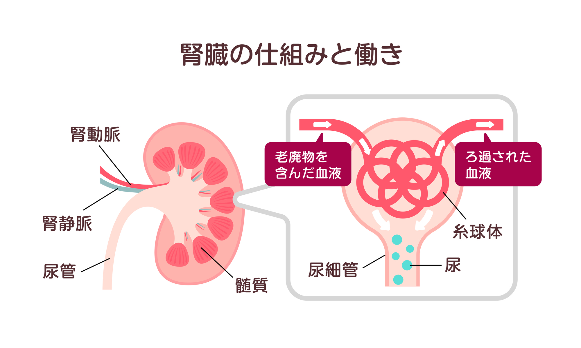 腎臓の仕組み